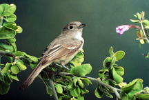 b13-22-094 Gray Vireo_rnbowers_vireo